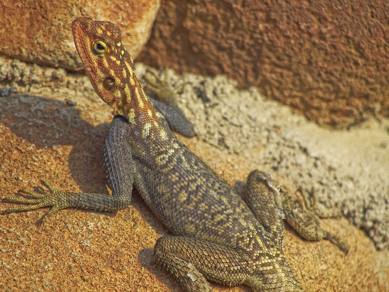 Lizard, Grootberg